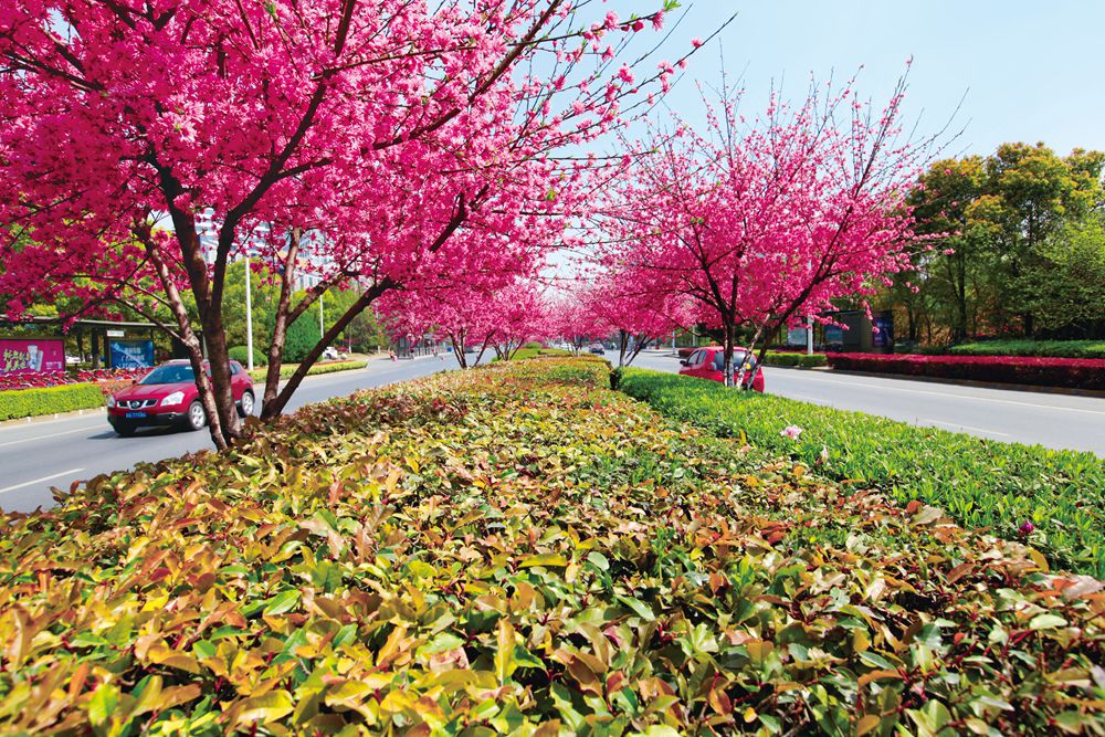 道路节点绿化环境整治工程